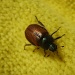 Beetle by berend