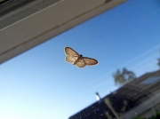 5th Jul 2010 - Moth