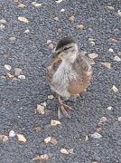 9th Sep 2012 - duckling