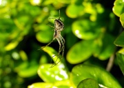 8th Sep 2012 - Spider 1