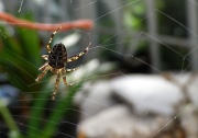 9th Sep 2012 - Spider 2