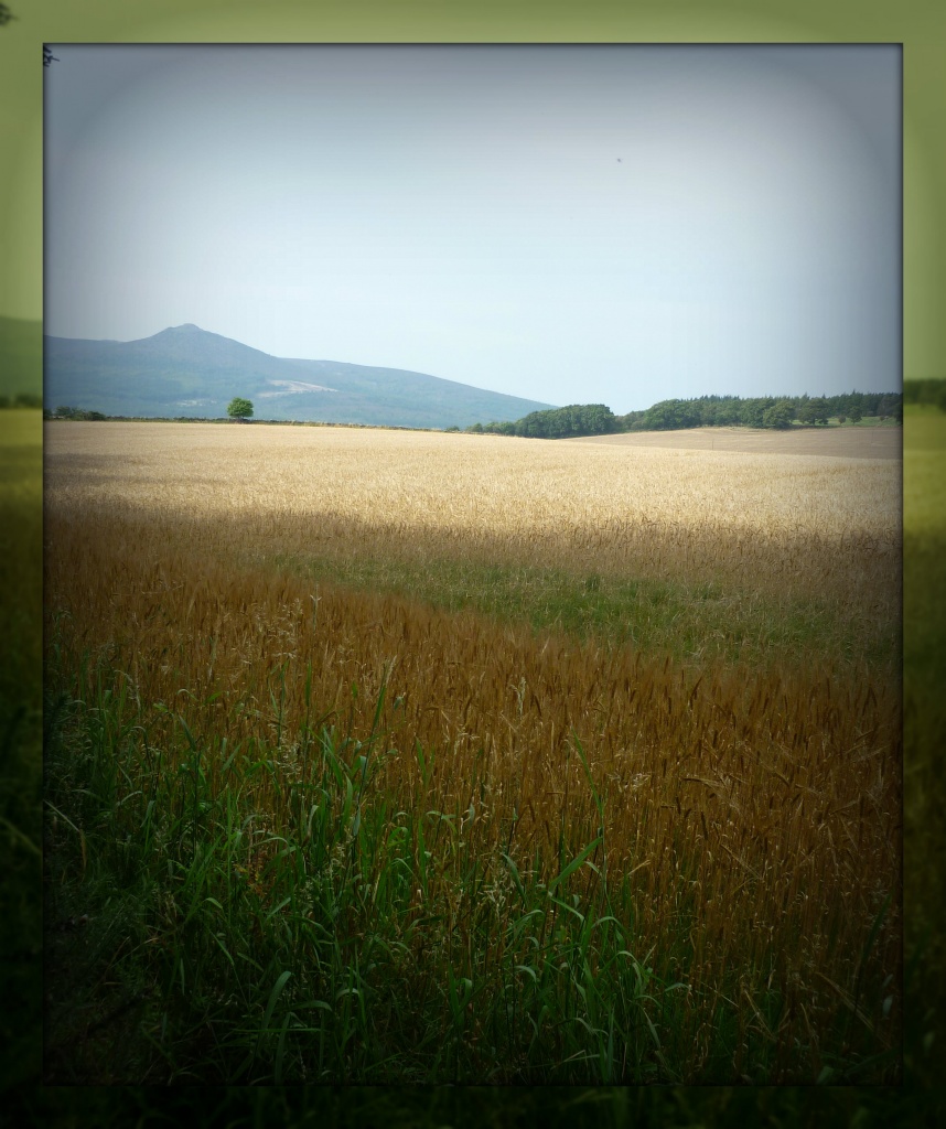 Barley and Bennachie  by sarah19