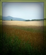 9th Sep 2012 - Barley and Bennachie 