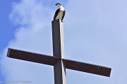 9th Sep 2012 - Bird of Pray (as suggested by @gphelps5) 