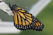 9th Sep 2012 - 8 for 8, The Last of the Monarchs