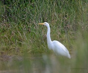 9th Sep 2012 - Hand Held Egret in Marsh