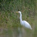 Hand Held Egret in Marsh by jgpittenger