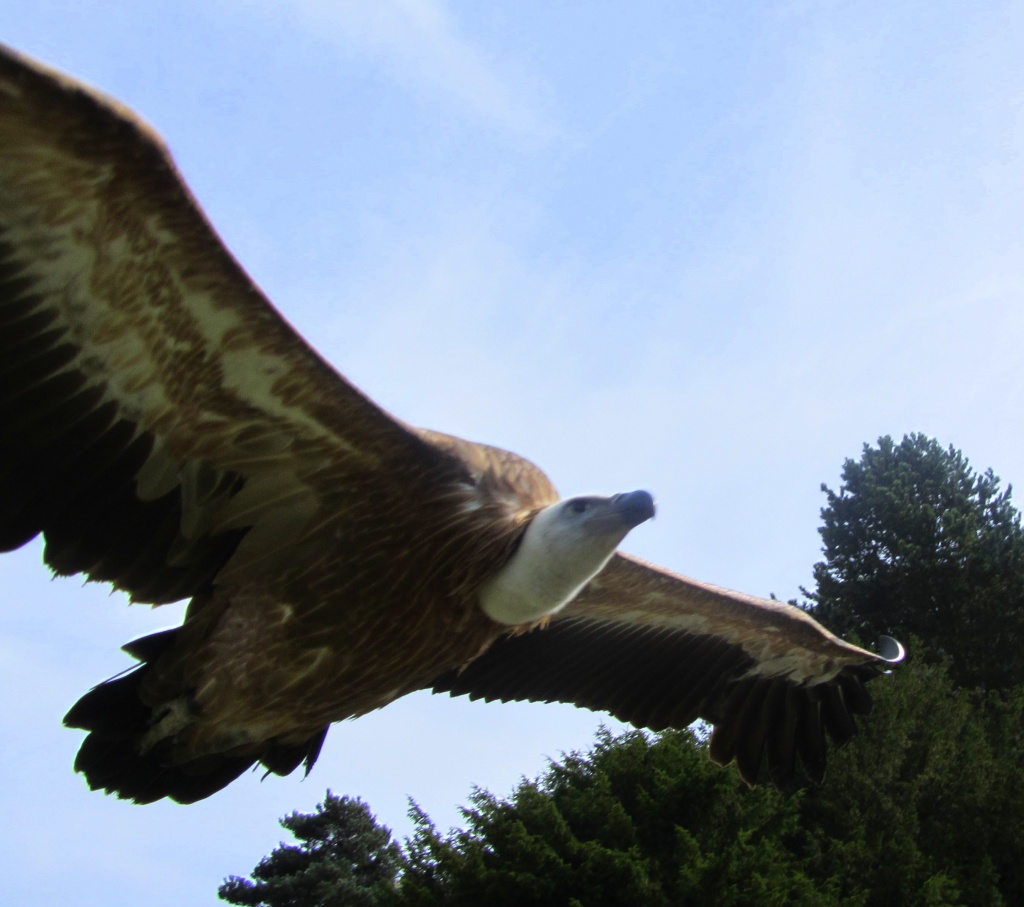low-flying vulture    9.9.12 by filsie65
