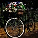 Bike Bouquet by jesperani