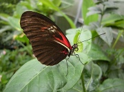 8th Sep 2012 - Butterfly`s week 