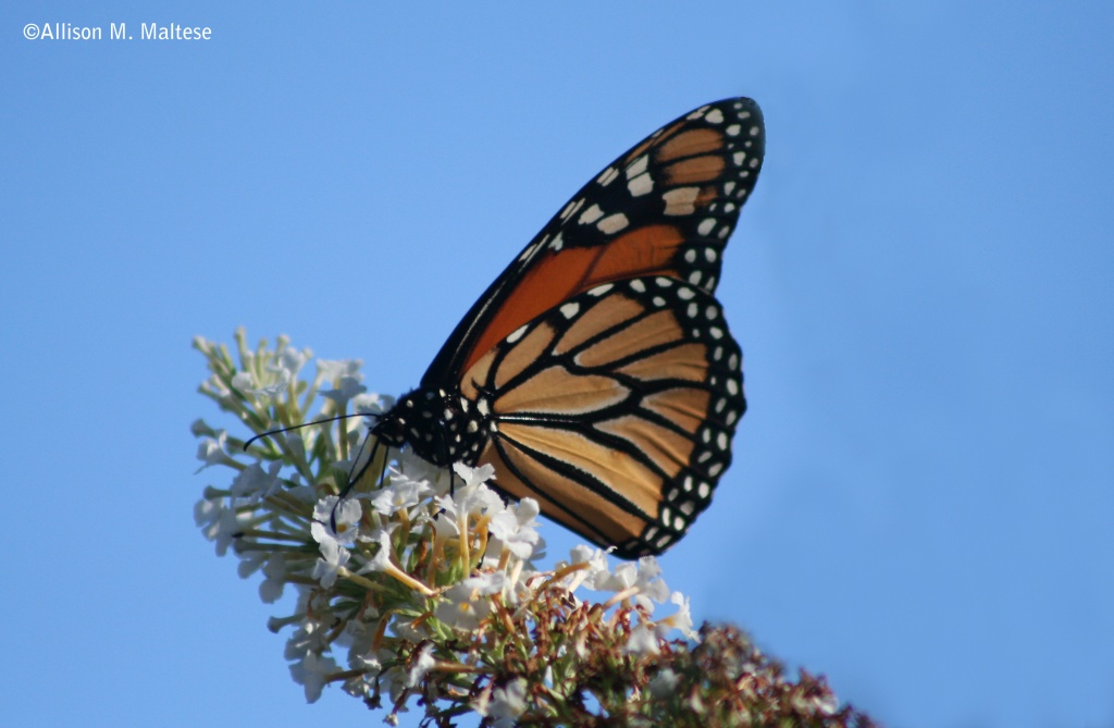 Monarch/Late Afternoon by falcon11