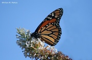 9th Sep 2012 - Monarch/Late Afternoon