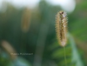 9th Sep 2012 - dew drops...