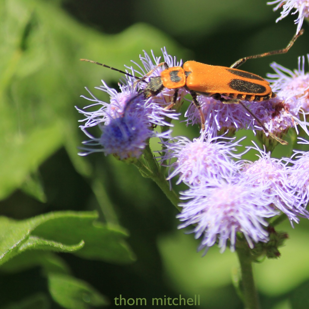 Goldenrod Soldier Beetle by rhoing