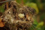 9th Sep 2012 - Hummingbird Interrupted 