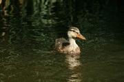 10th Sep 2012 - Young Duck