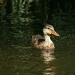 Young Duck by kerristephens