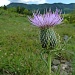 Thistle by calm