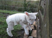 9th Sep 2012 - lisa the lamb
