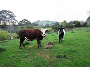 8th Sep 2012 - cows