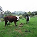 cows by spanner