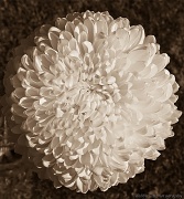 6th Sep 2012 - 6.9.12chrysanthamummummum