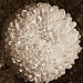 6.9.12chrysanthamummummum by stoat