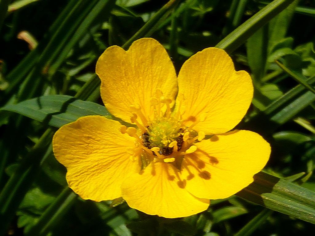 Little Buttercup by denisedaly