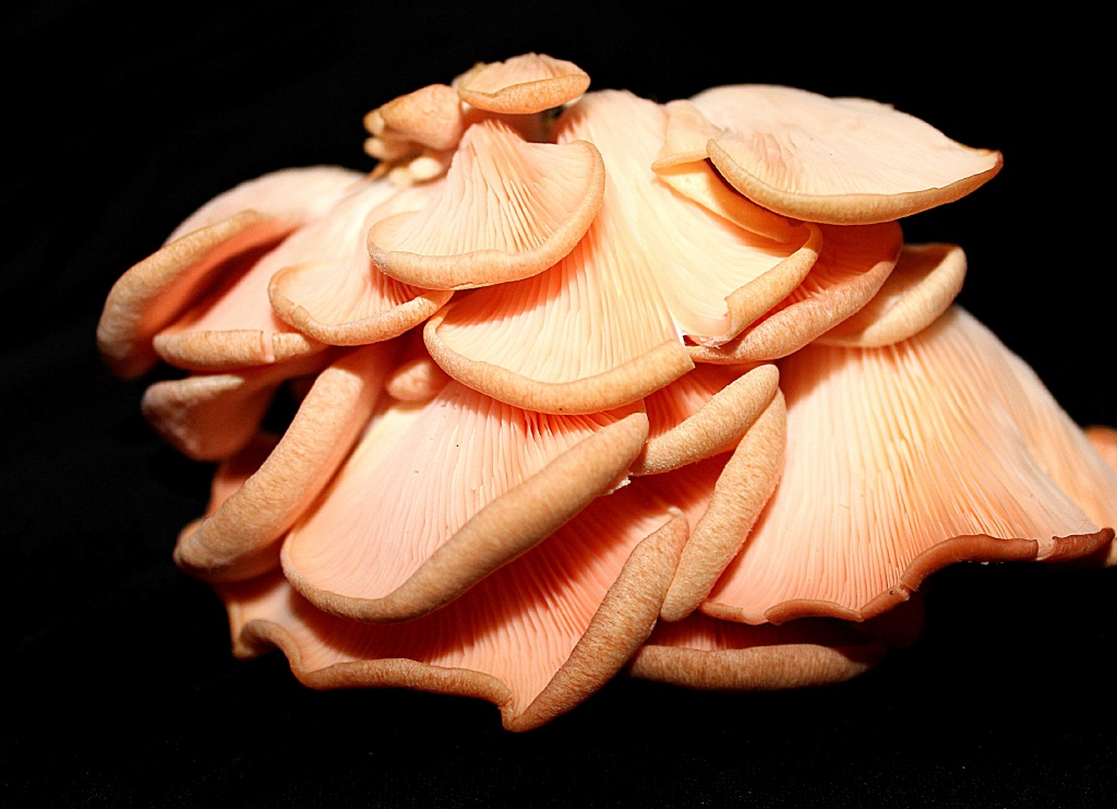 Oyster mushroom. by happypat