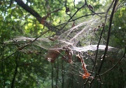 10th Sep 2012 - Spider's web in the sun