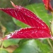 Leaf it to me! by rosbush