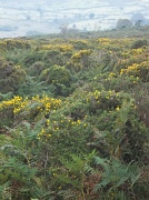 9th Sep 2012 - Dartmoor