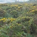Dartmoor by rosbush