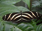 9th Sep 2012 - Butterfly 2