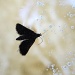 Crni leptirić by vesna0210