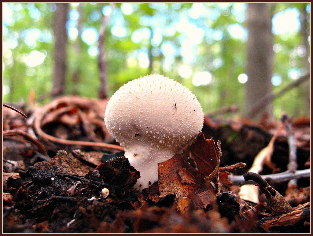 Bug on a Mushroom by olivetreeann