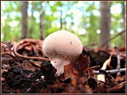 10th Sep 2012 - Bug on a Mushroom