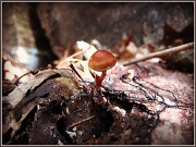 8th Sep 2012 - Little Brown Mushroom