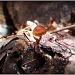 Little Brown Mushroom by olivetreeann