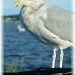 feeding the seagulls by mjmaven