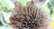 10th Sep 2012 - Spiky Thing