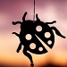 (Day 210) - Ladybug Silhouette by cjphoto