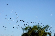 10th Sep 2012 - Birds!