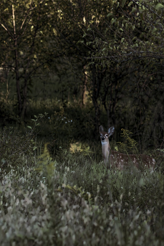 Sunset Deer by lstasel