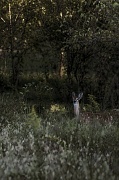 10th Sep 2012 - Sunset Deer