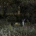 Sunset Deer by lstasel