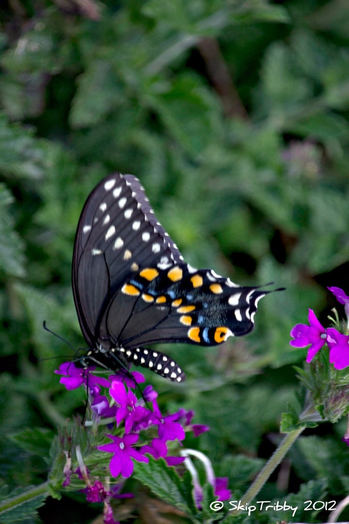 Black Swallowtail by skipt07