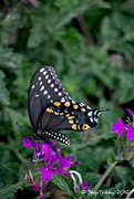 10th Sep 2012 - Black Swallowtail