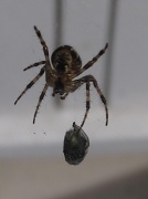 11th Sep 2012 - spider with his packed lunch