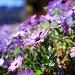 Purple daisies by peterdegraaff
